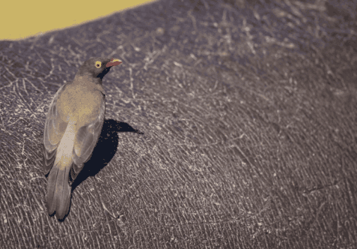 Tick pecker
