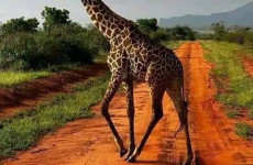 10 Days Kenya Photography Safari