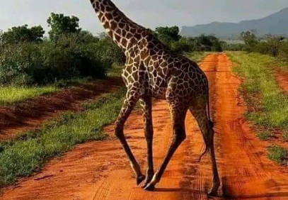 10 Days Kenya Photography Safari