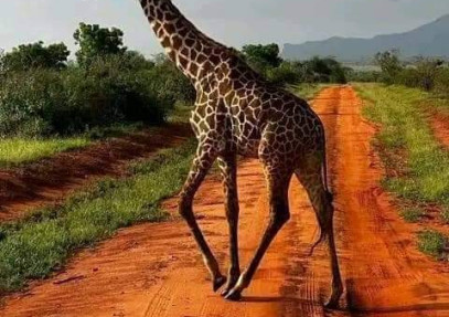 10 Days Kenya Photography Safari