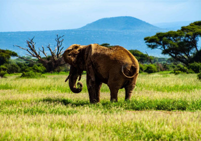 5-Day Kenya Big Five & Landscaped Etched in Time