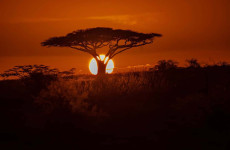 5 Days Tanzania Safari