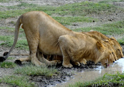 6-Day Big Five Safari: Discover Kenya’s Wild Heart