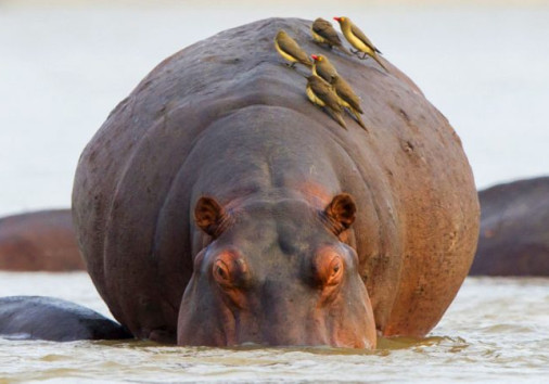 Nyerere National Park Banner 750x450