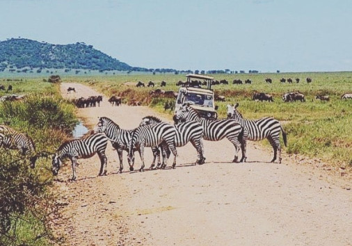 Zebra cross the road