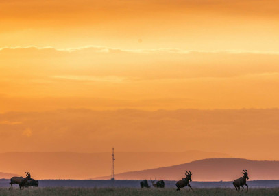 8-Day Mara Awakens: Front Row Spectacle