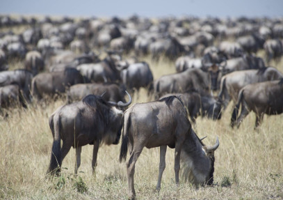 12-Day Kenya Wildlife and Beach Safari