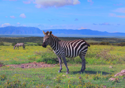 6-Day Create Your Legacy: An Unforgettable Tanzania Safari
