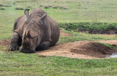 10 Days Rhino Watch and Big Five Safari