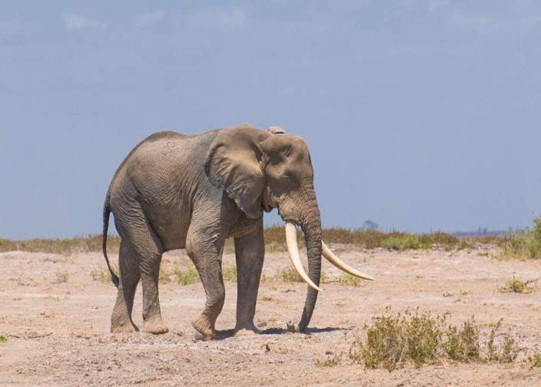 Amboseli National Park 011 1074x768 Ambo