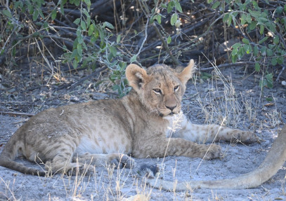 7-Day Best of Moremi Game Reserve