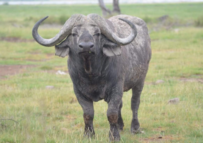 5 Days in Masai Mara, Lake Nakuru & Lake Naivasha