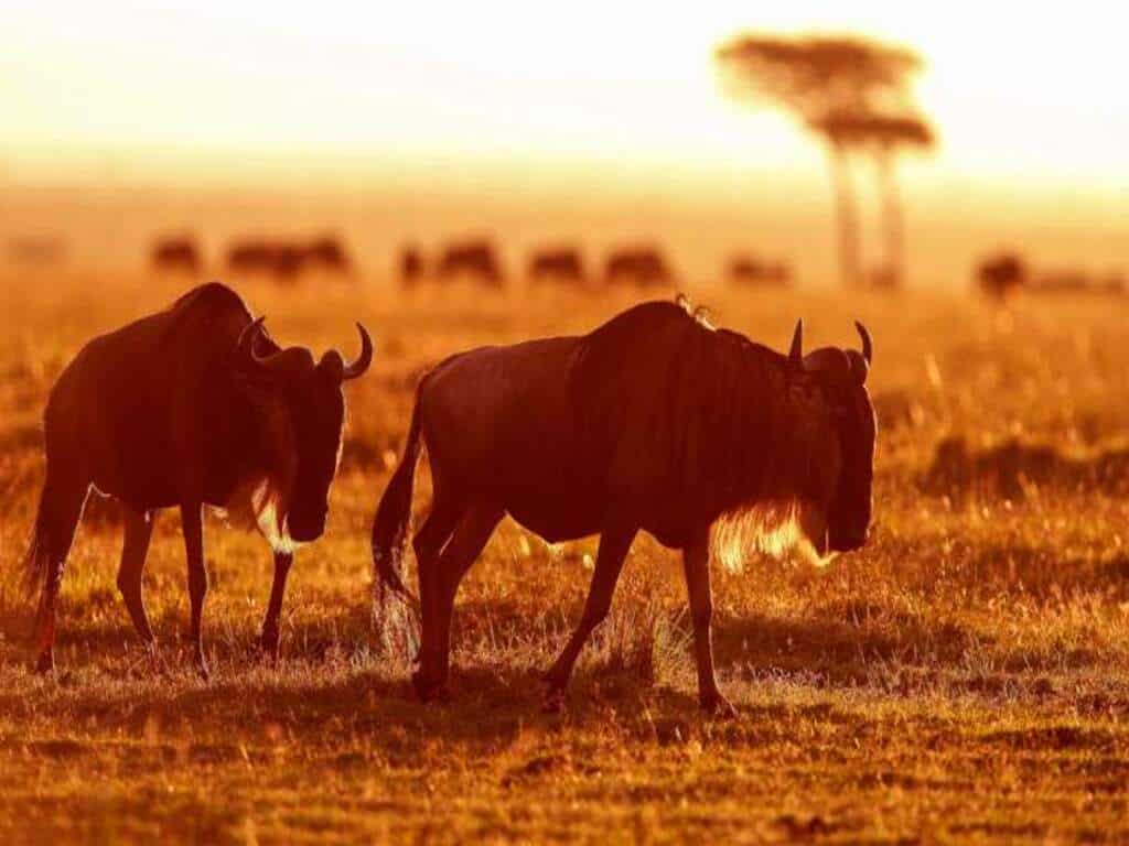 Masai Mara National Reserve 001 1024x768 Mara