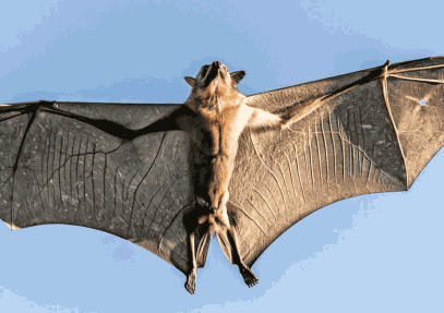 10-Day Kasanka Bat Migration & Lower Zambezi Safari