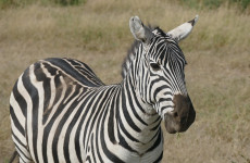 4 Days in Masai Mara and Lake Nakuru