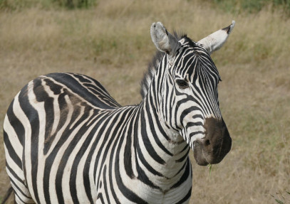4 Days in Masai Mara and Lake Nakuru