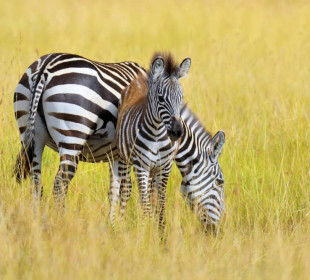 5 Days Tanzania Group Camping Safari