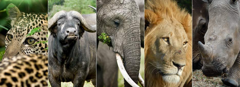 Big 5