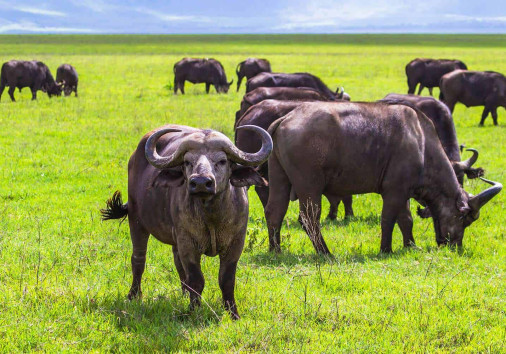Buffalo