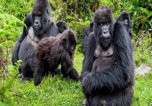 Gorilla Trekking In Ugandaa 750x379 1