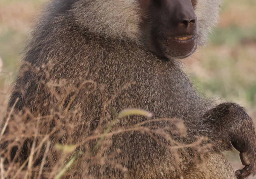 Hamadryas Baboon Armaye Ethiopia Tour