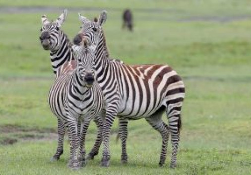 Img 20200218 Wa0041 300x200