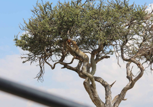 Leopard on tree
