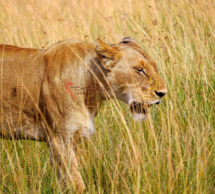 3-Day Northern Tanzania Group Camping Safari