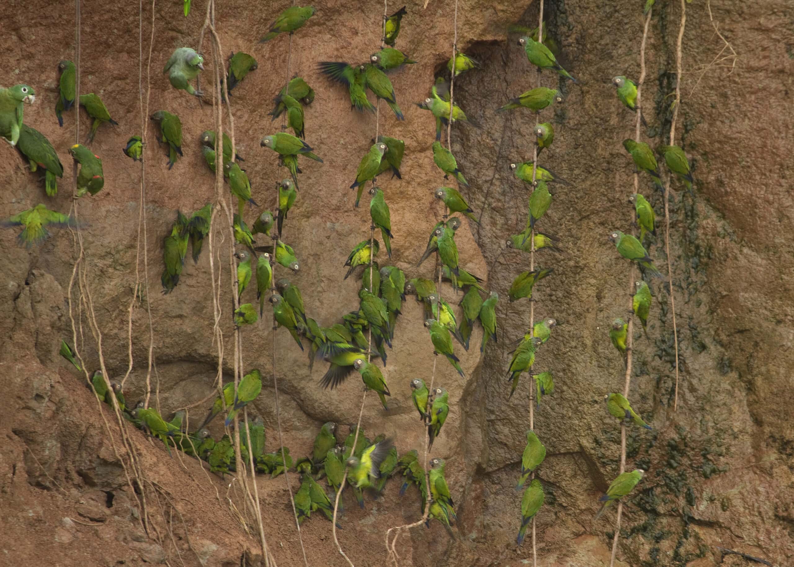 Parrots Clay Lick