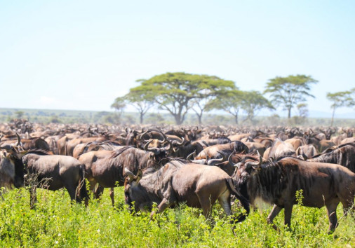 Safari 15 2 1024x683