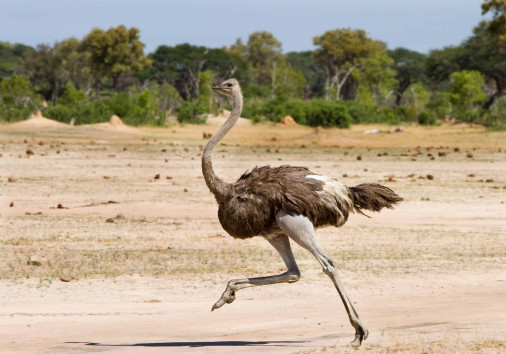 Serengeti Np
