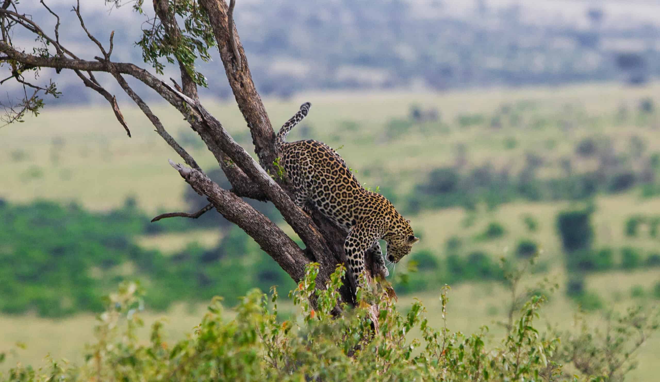 Serengeti Np