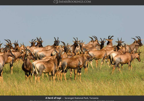 Serengeti National Park 021