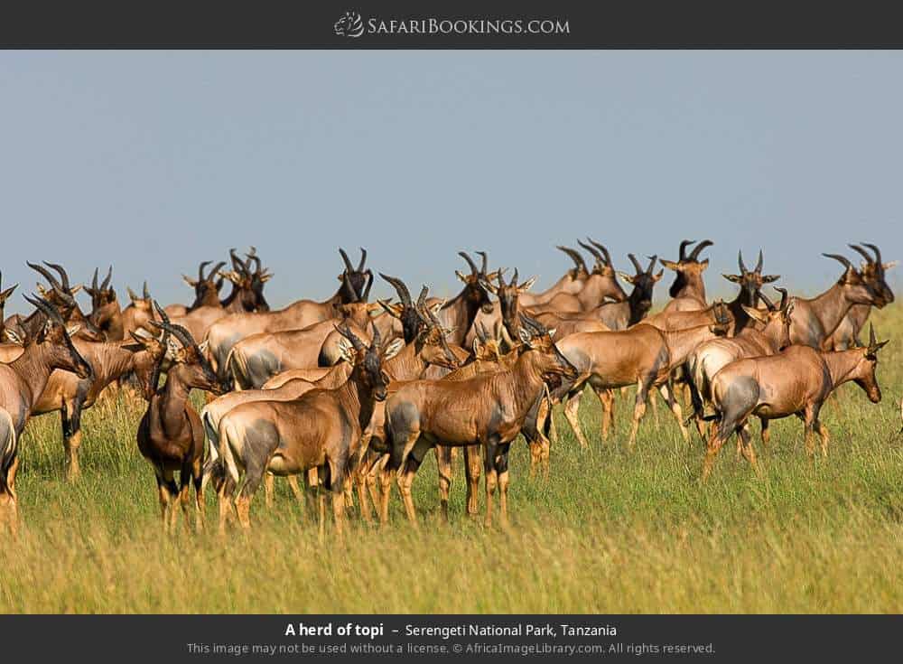 Serengeti National Park 021