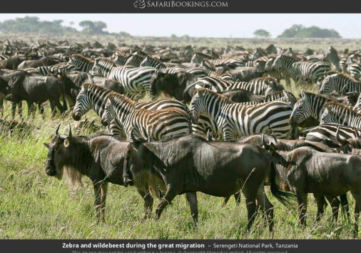 Serengeti National Park 027