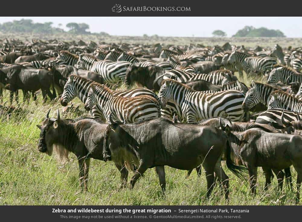 Serengeti National Park 027