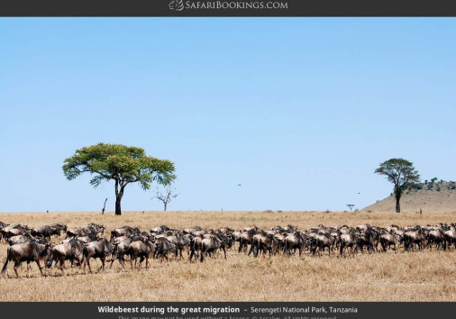 Serengeti National Park 028