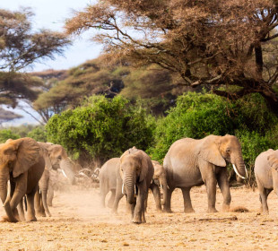 9-Day African Big 5 (Budget)
