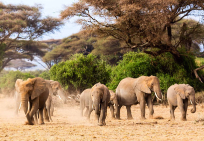 9-Day African Big 5 (Budget)