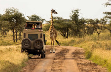 4-Day Luxury Serengeti Safari from Zanzibar