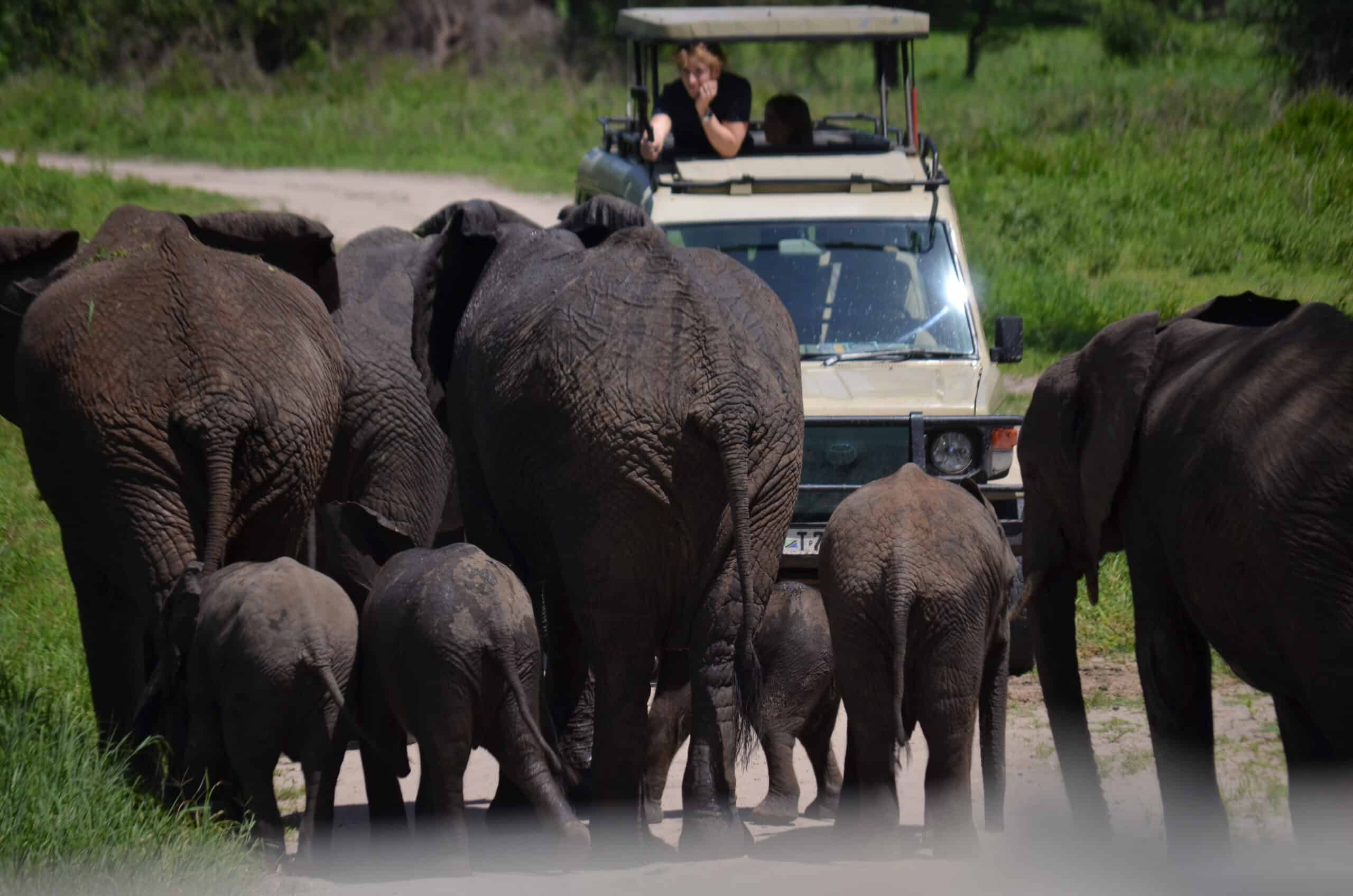 Tarangire Np
