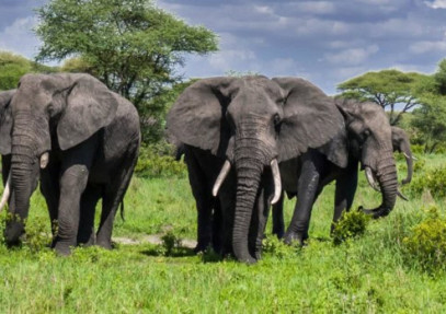 5-Day Serengeti & Ngorongoro Mid Range Safari