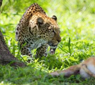 8-Day Dynamic Safari: Night Game & Cycling