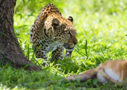 8-Day Dynamic Safari: Night Game & Cycling
