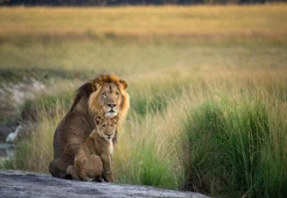 7-Day Multi-Dimensional Mid Range Safari