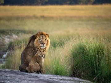 7-Day Multi-Dimensional Mid Range Safari