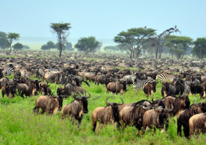 4-Day Wildebeest Migration Calving Safari