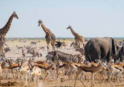 3 Days Etosha Camping Safari