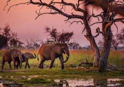 18 Days Adventure Safari in Namibia, Botswana & Vic Falls