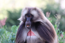 12 Days Ethiopia Mammal Watching Tour